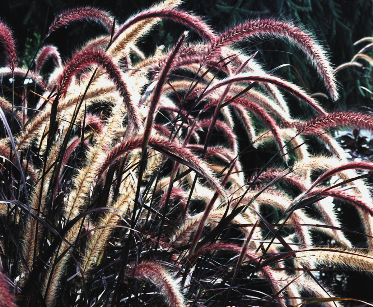 Ornemental Grass Pennisetum