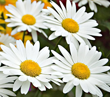 Leucanthemum – White Daisy